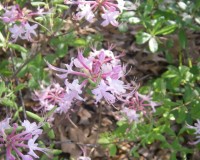 rhododendron canescens close.jpg